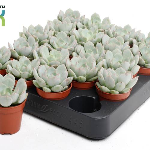 Echeveria Secunda T05,5 H010