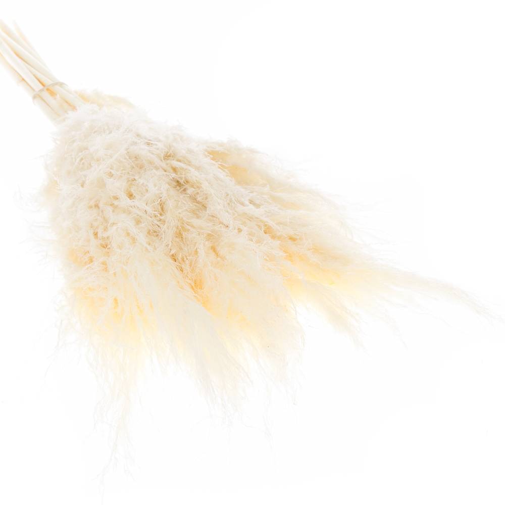 Pampas gebleicht 90cm