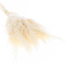 Pampas gebleicht 90cm