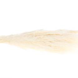Pampas gebleicht 90cm