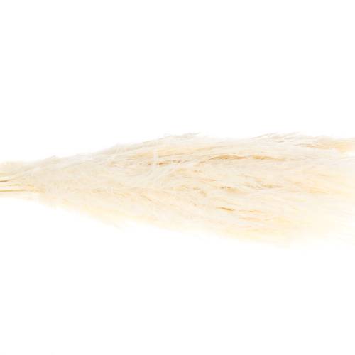 Pampas gebleicht 90cm