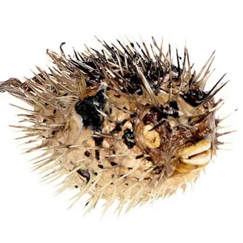 Fisch Stachelschwein natur D17cm