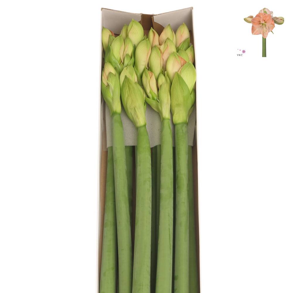Amaryllis Krt.rosa Rose x 12