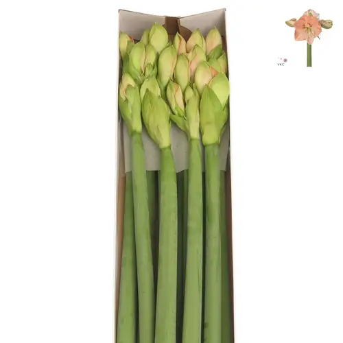 Amaryllis Krt.rosa Rose x 12