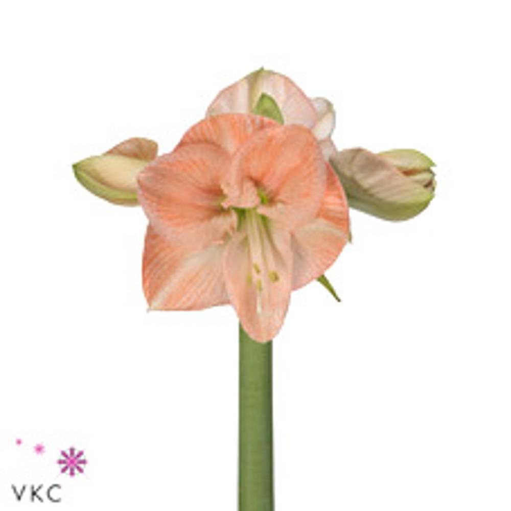 Amaryllis Krt.rosa Rose x 12