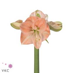 Amaryllis Krt.rosa Rose x 12