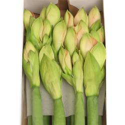 Amaryllis Krt.rosa Rose x 12