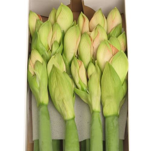 Amaryllis Krt.rosa Rose x 12