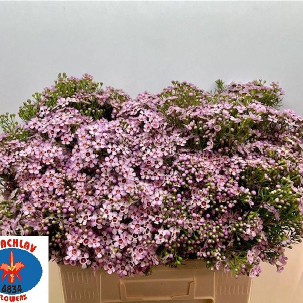 Wachsflower hell rosa Jupiter Solar 65 Gramm 70cm