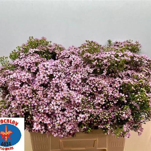 Wachsflower hell rosa Jupiter Solar 65 Gramm 70cm