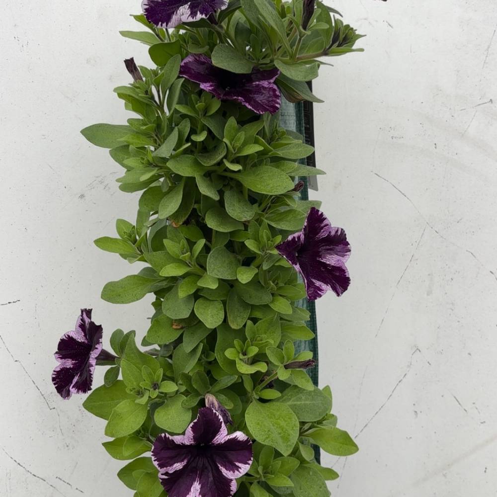Petunia lila mix Wandhänger H045