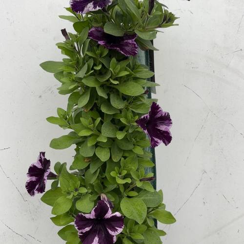 Petunia lila mix Wandhänger H045