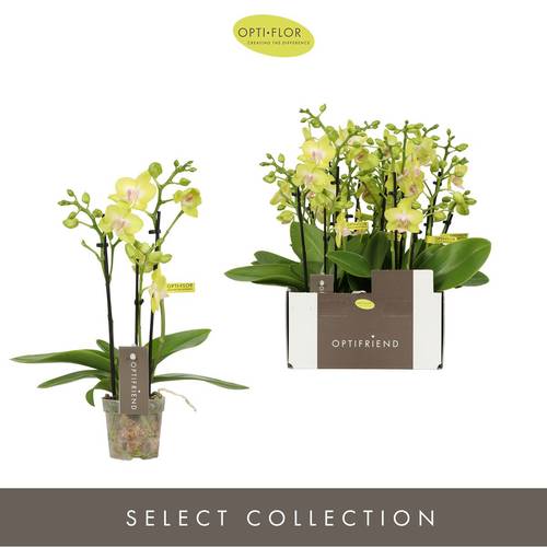 Phal.3-R hell gelb T07 H025