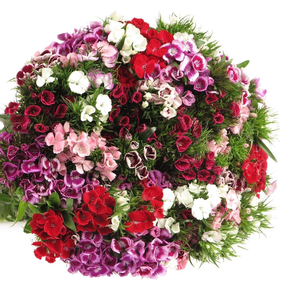 Bartnelke mix in bund 40cm
