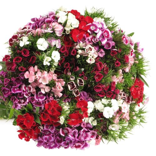 Bartnelke mix in bund 40cm