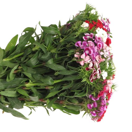 Bartnelke mix in bund 40cm