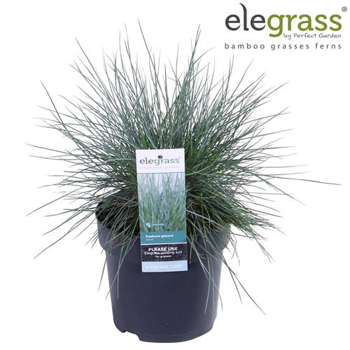 Festuca Gl Azura T14 H040