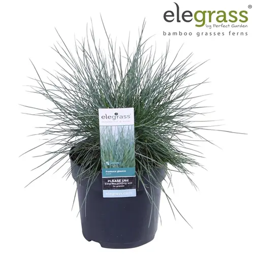 Festuca Gl Azura T14 H040