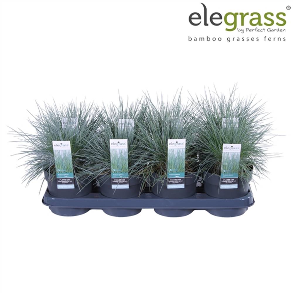 Festuca Gl Azura T14 H040