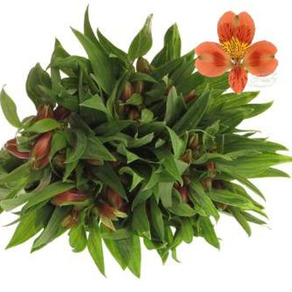Alstroemerie orange Party 50 Gramm 75cm