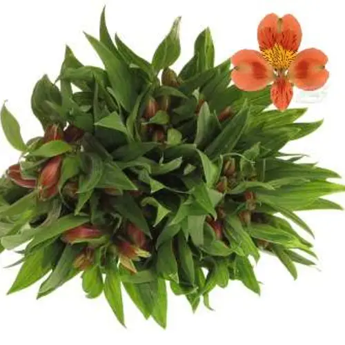 Alstroemerie orange Party 50 Gramm 75cm