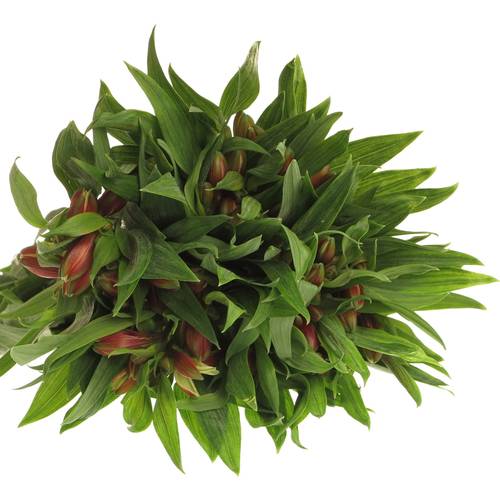 Alstroemerie orange Party 50 Gramm 75cm