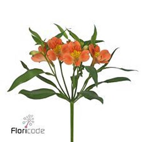 Alstroemerie orange Party 50 Gramm 75cm