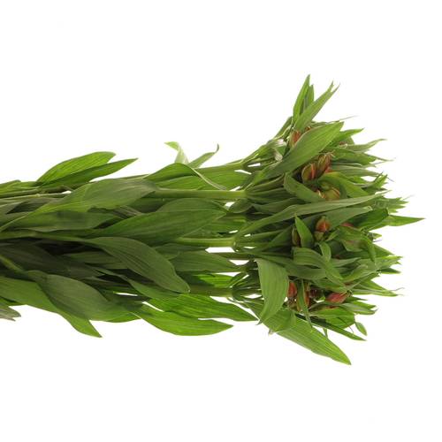 Alstroemerie orange Party 50 Gramm 75cm