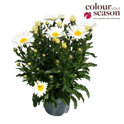 Leucanthemum Taurus T19 H040