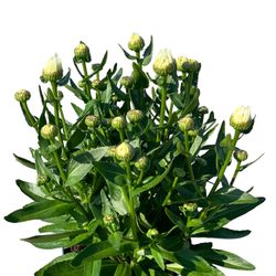 Leucanthemum Taurus T19 H040