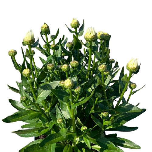 Leucanthemum Taurus T19 H040