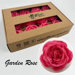 Seiden Wachs Gartenrose fuchsia