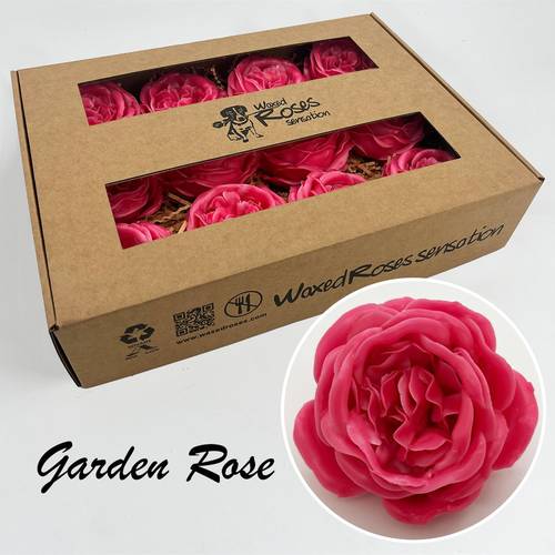 Seiden Wachs Gartenrose fuchsia