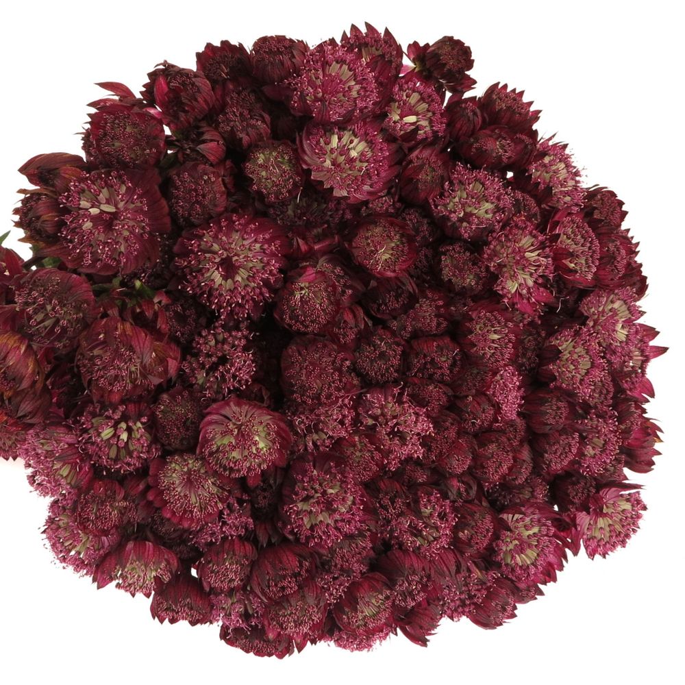 Astrantia rot Star of Fire 70cm