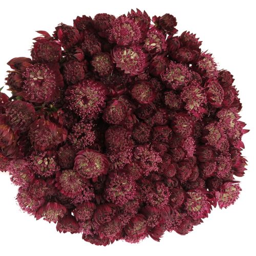 Astrantia rot Star of Fire 70cm