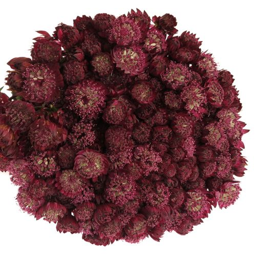 Astrantia rot Star of Fire 70cm