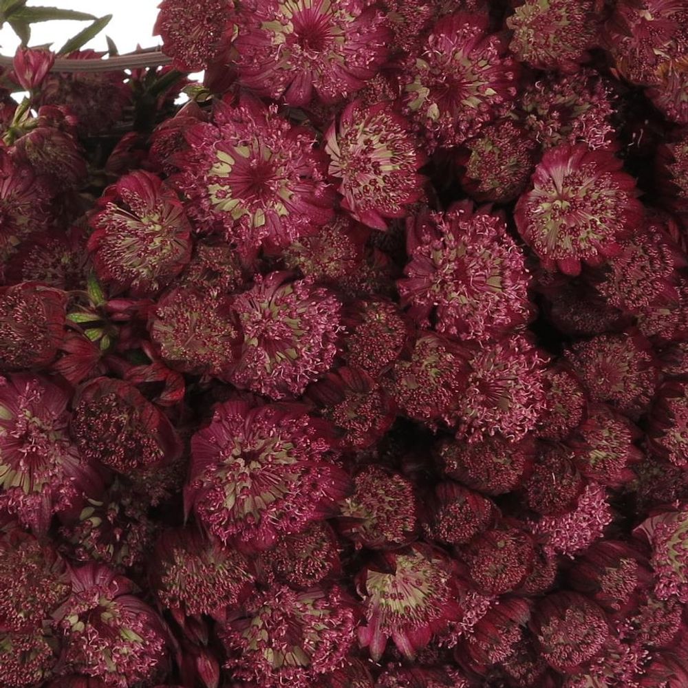 Astrantia rot Star of Fire 70cm