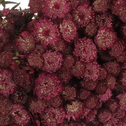 Astrantia rot Star of Fire 70cm