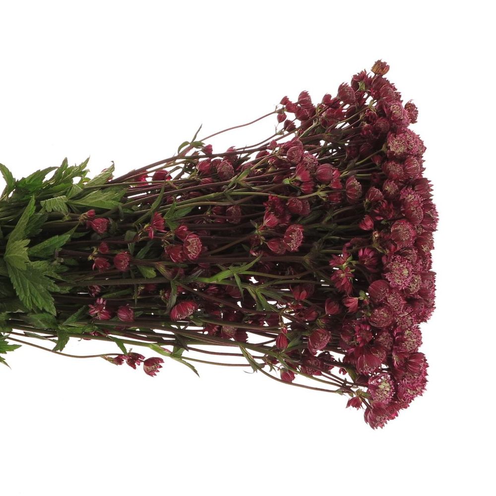 Astrantia rot Star of Fire 70cm