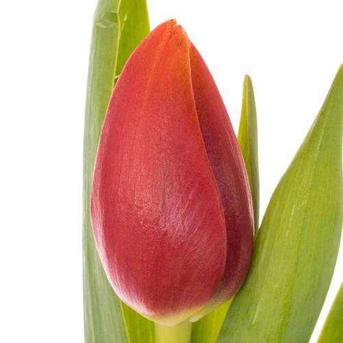 Tulpe rot/gelb Replay 36 Gramm