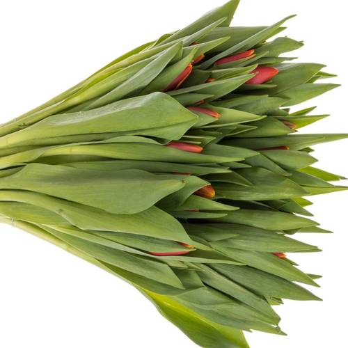 Tulpe rot/gelb Replay 36 Gramm