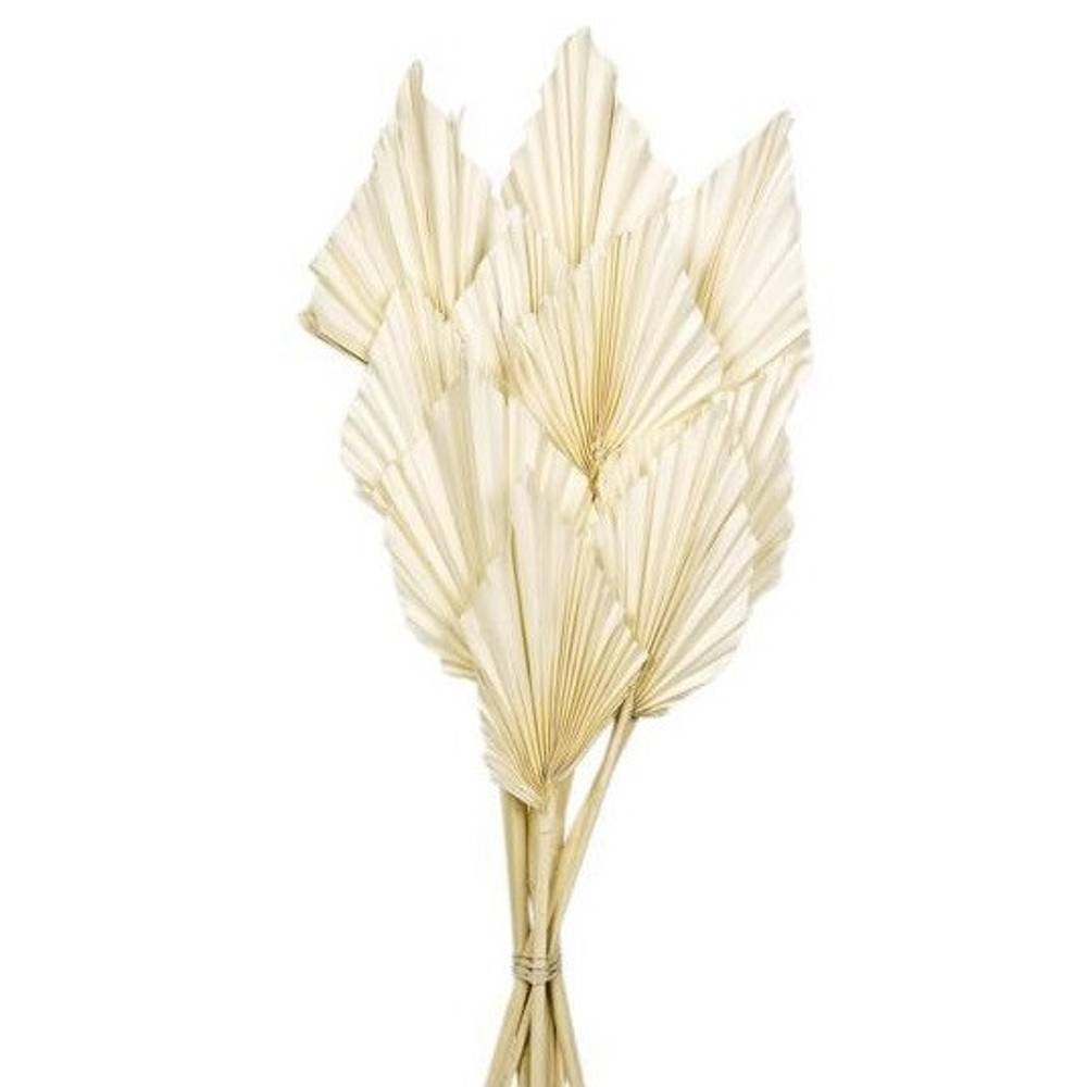Trocken Palm Spear weiss gebleicht L50cm x10