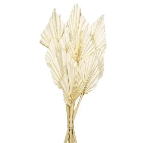Trocken Palm Spear weiss gebleicht L50cm x10