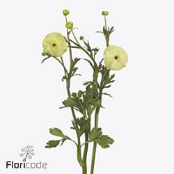 Ranunkel hell gelb Natura Moderna Limoncello 55cm