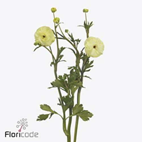 Ranunkel hell gelb Natura Moderna Limoncello 55cm