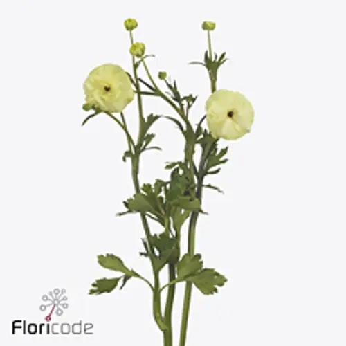 Ranunkel hell gelb Natura Moderna Limoncello 55cm