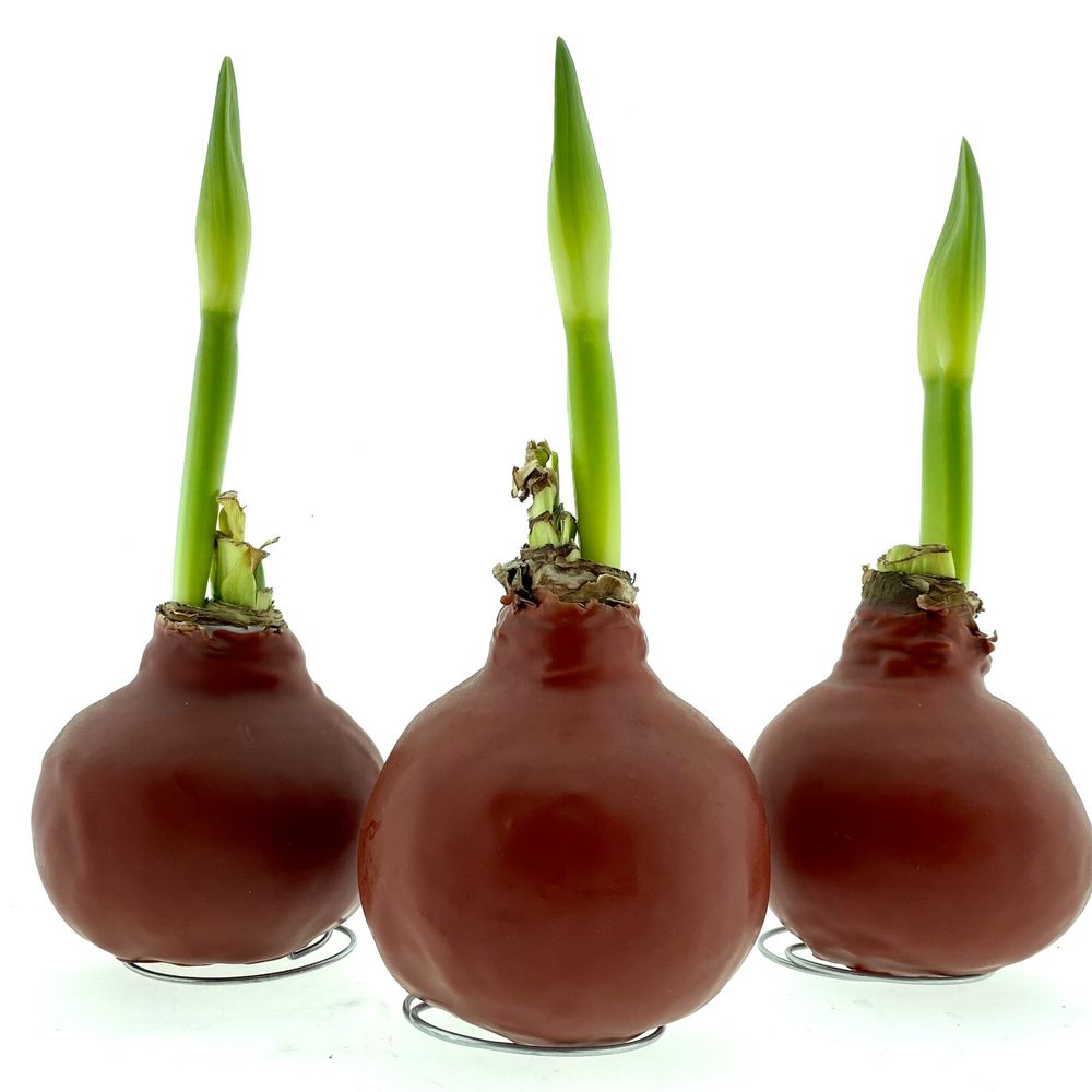 Amar.Bol Wachs Terracotta rote Bl. H15