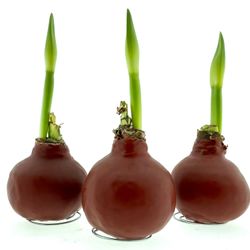 Amar.Bol Wachs Terracotta rote Bl. H15