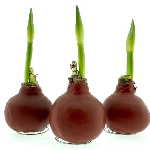 Amar.Bol Wachs Terracotta rote Bl. H15