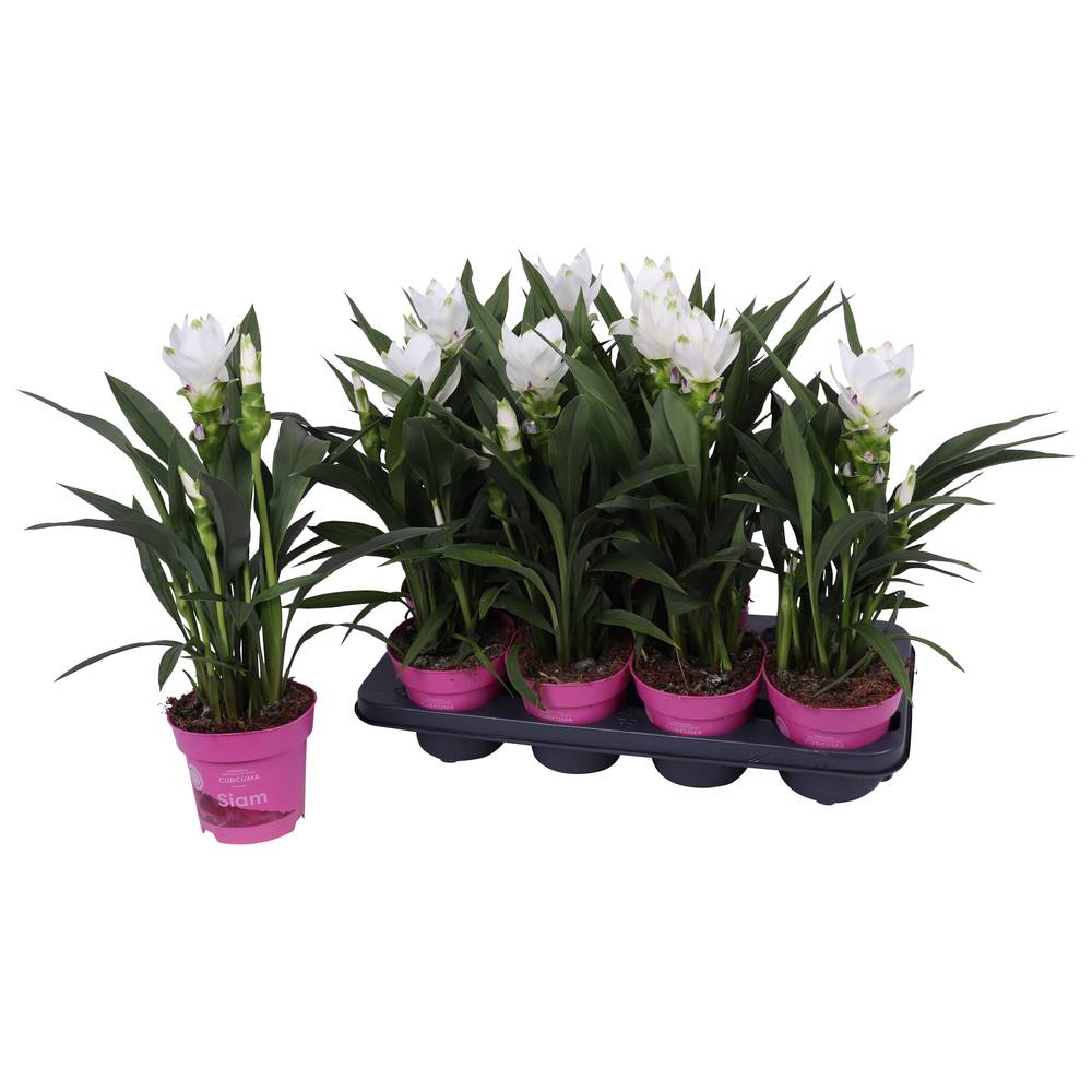 Curcuma weiss T14 H060
